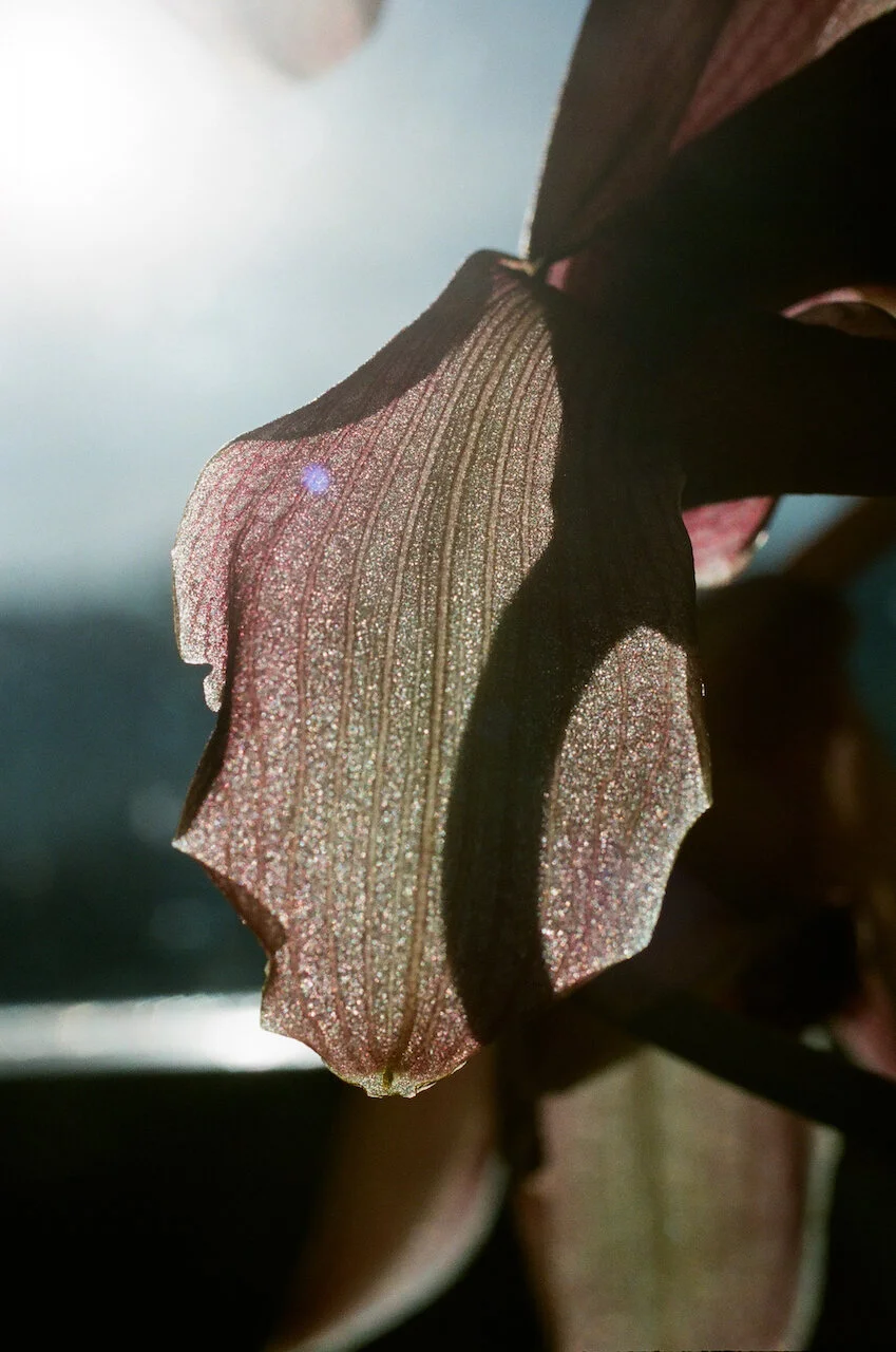 Lina Scheynius — Lina Scheynius